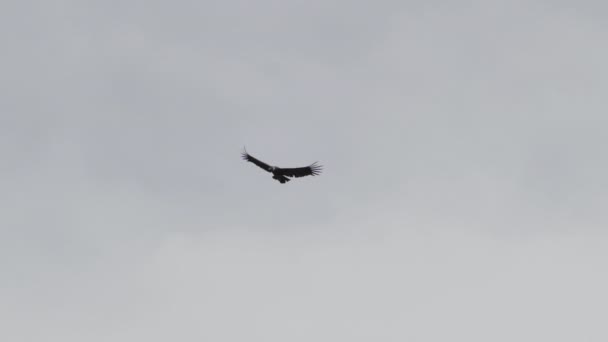 Άνδεων Κόνδορας Vultur Gryphus Μεγαλύτερα Ιπτάμενα Πουλιά Στον Κόσμο Που — Αρχείο Βίντεο