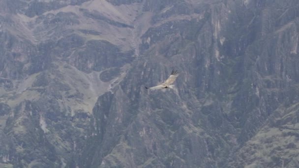 Andean Condor Vultur Gryphus Největší Létající Ptáci Světě Vznášející Majestátně — Stock video