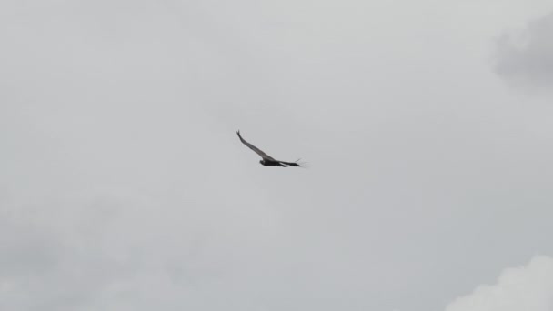 Cóndor Andino Vultur Gryphus Las Aves Voladoras Más Grandes Del — Vídeos de Stock