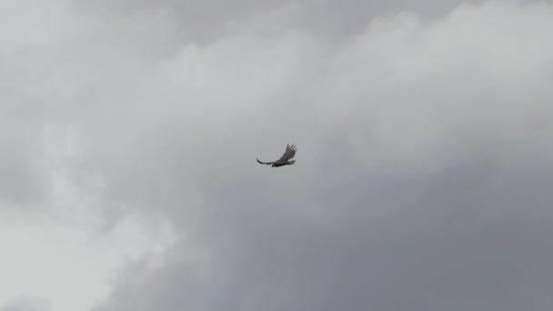 Condor Andino Vultur Gryphus Maiores Aves Voadoras Mundo Subindo Majestosamente — Vídeo de Stock