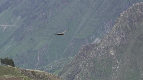 안데스산맥의 콘도르인 세계에서 날으는 새로서 페루의 웅장하게 솟아올라 지구에서 협곡이다 — 비디오