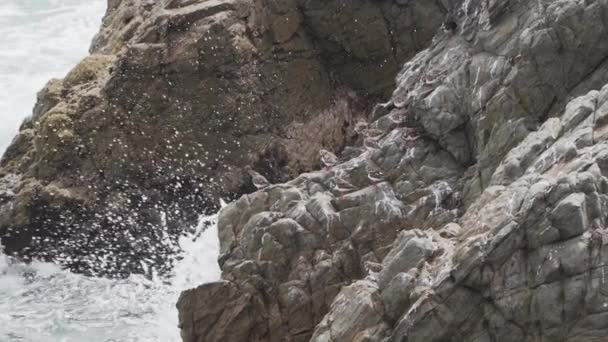 Malí Mořští Ptáci Sedící Guánově Podložené Skále Národní Rezervaci Paracas — Stock video