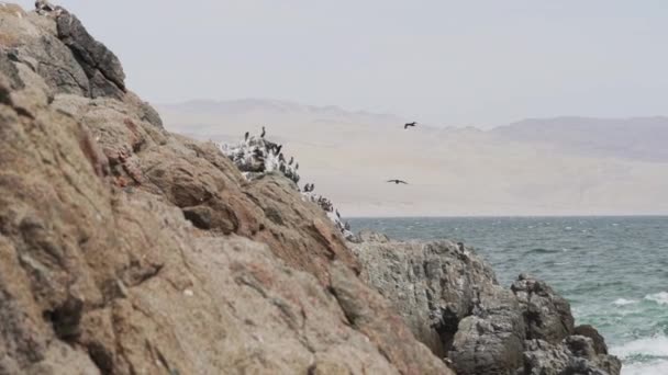 Vogelkolonie Von Guano Kormoranen Paracas Nationalpark Der Pazifikküste Perus Guanay — Stockvideo