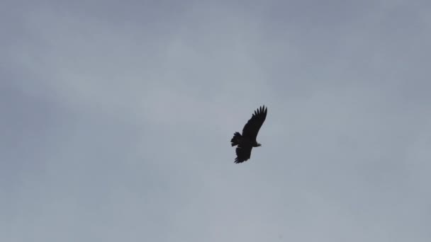 Άνδεων Κόνδορας Vultur Gryphus Μεγαλύτερα Ιπτάμενα Πουλιά Στον Κόσμο Που — Αρχείο Βίντεο