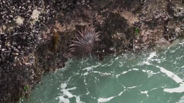 Heliaster Helianthus Sonnenstern Seesterne Hängen Einer Felsoberfläche Paracas Nationalreservat Entlang — Stockvideo