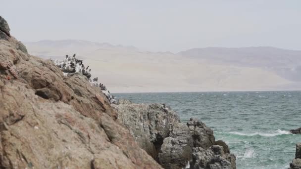 Koloni Burung Pecuk Guano Taman Nasional Paracas Garis Pantai Samudra — Stok Video