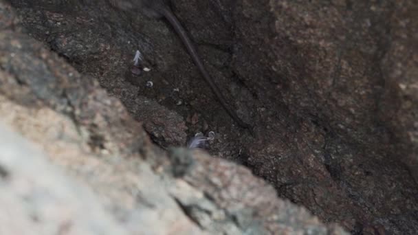 Щур Який Ховається Скелі Біля Національного Заповідника Паракас Перу — стокове відео