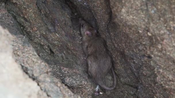 Крыса Прячущаяся Скале Национальном Заповеднике Паракас Перу — стоковое видео