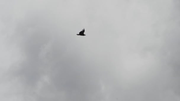 Akbabası Vultur Gryphus Dünyanın Büyük Uçan Kuşları Peru Daki Colca — Stok video
