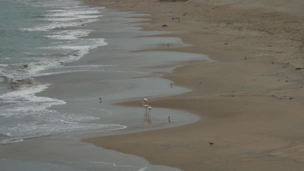 ピンクフラミンゴなどの海鳥がパラス国立保護区の砂浜に沿って南米ペルーの太平洋の海岸線を歩いています — ストック動画