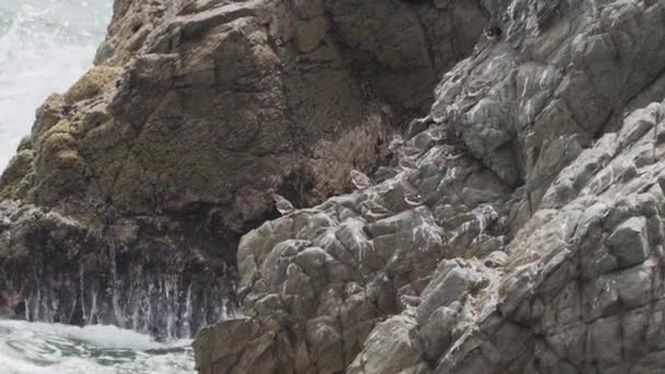 Μικρά Θαλασσοπούλια Που Κάθονται Βράχο Καλυμμένο Guano Στο Εθνικό Απόθεμα — Αρχείο Βίντεο