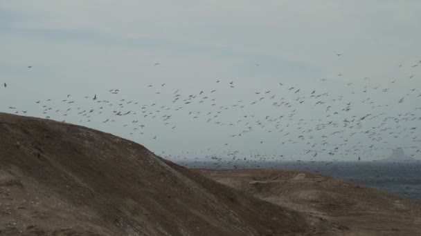 Massiva Flockar Sjöfågel Jakt Såsom Bruna Pelikan Och Guanay Shag — Stockvideo