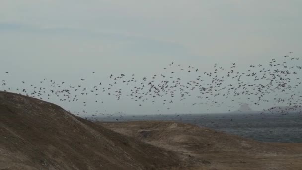 Massive Flock Seabirds Hunting Brown Pelican Guanay Shag Cormorant Flying — Stock Video