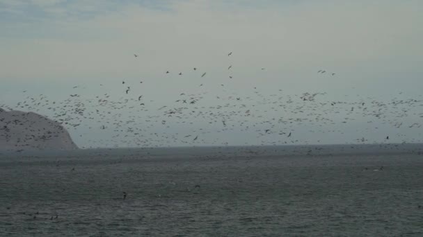 ブラウン ペリカンやグアナイ シャグ ウアウ アリなどの海鳥狩りの群れが 南米ペルーの太平洋にあるパラカス国立保護区の海岸線に沿って飛んでいます — ストック動画