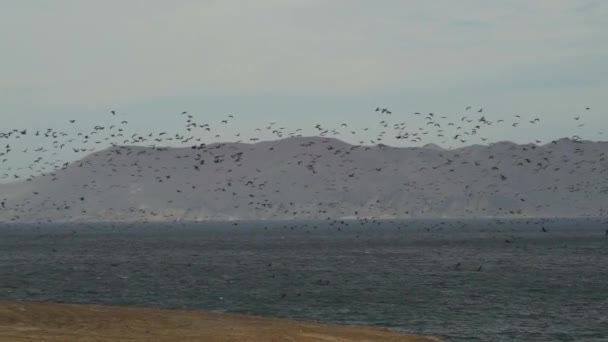 ブラウン ペリカンやグアナイ シャグ ウアウ アリなどの海鳥狩りの群れが 南米ペルーの太平洋にあるパラカス国立保護区の海岸線に沿って飛んでいます — ストック動画
