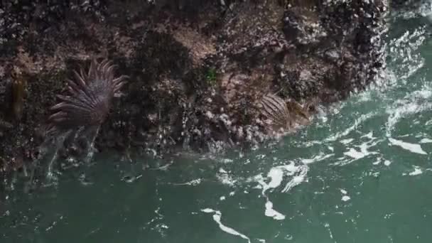 태평양의해 안선을 파라카스 표면에 매달려 불가사리 헬리콥터 — 비디오