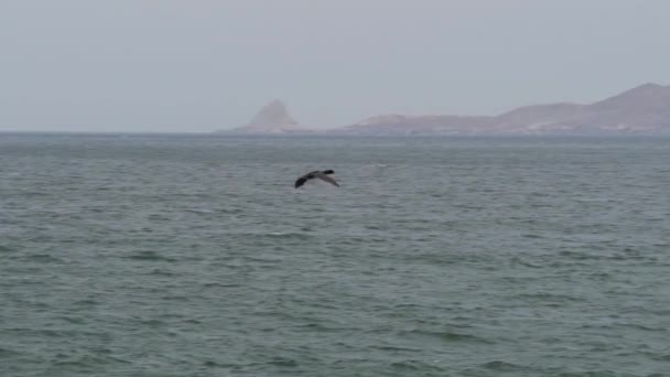 Fuglekoloni Guano Cormorant Paracas Nasjonalpark Ved Stillehavskysten Peru Guanay Cormorant – stockvideo