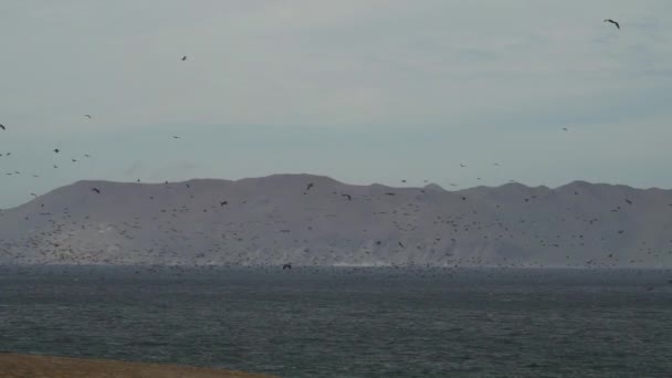 大量的海鸟在南美洲秘鲁太平洋国家保护区沿海沙漠的海岸线上飞行 如褐色鹈鹕 广奈沙克或鳕鱼等 — 图库视频影像