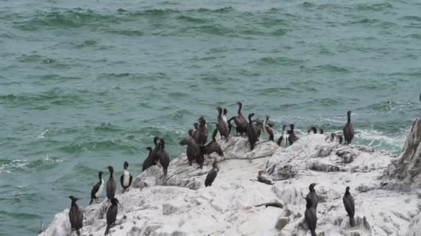 Colonie Oiseaux Guano Cormoran Dans Parc National Paracas Côte Océan — Video