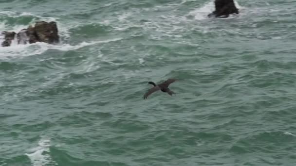Peru Nun Pasifik Okyanusu Kıyısındaki Paracas Ulusal Parkı Nda Kuş — Stok video