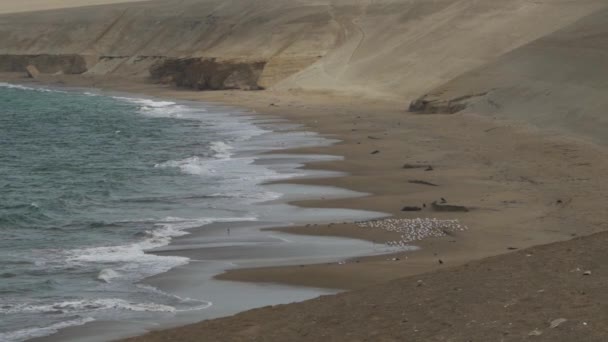 在南美洲太平洋沿岸的巴拉那国家保护区的沙滩上涉水的海岸鸟类 如粉红火烈鸟 视频剪辑