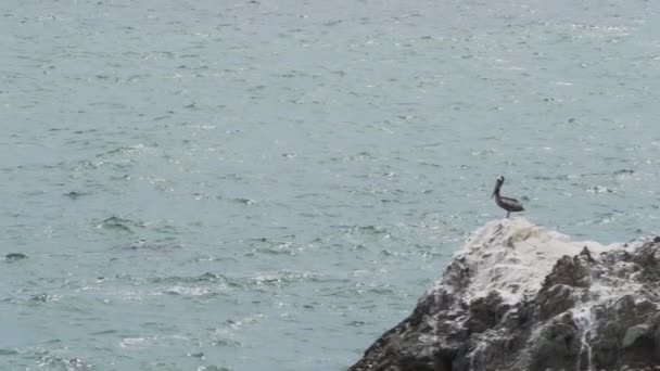 Птичья Колония Гуано Бакланов Национальном Парке Паракас Побережье Тихого Океана — стоковое видео
