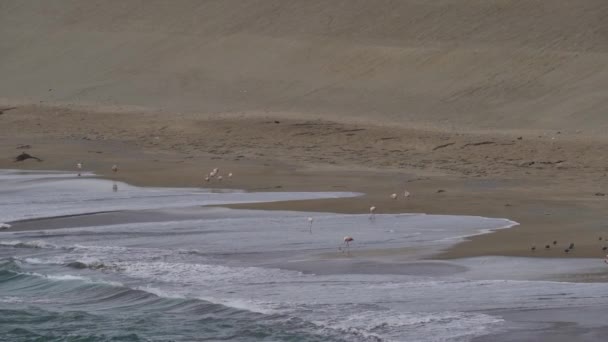 Aves Costeiras Como Flamingos Cor Rosa Perambulando Longo Praia Arenosa — Vídeo de Stock