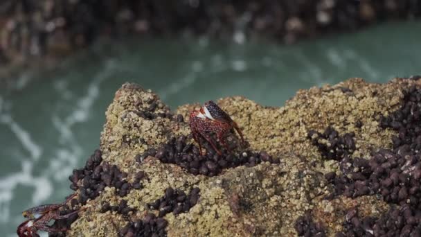 Kleurrijke Krab Kruipend Rotsen Kustwoestijn Van Paracas Nationaal Reservaat Aan — Stockvideo