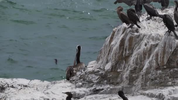 ペルーの太平洋が海岸線に沿ってパラカスの岩の上に茶色のペリカンやグアナイの鵜などの海鳥の群れ — ストック動画