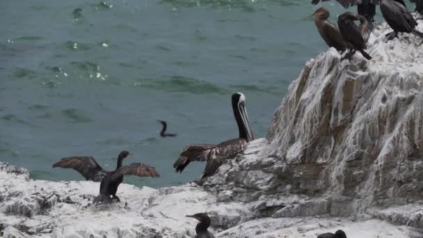 Стая Морских Птиц Таких Коричневые Пеликаны Гуанайские Бакланы Скале Паракасе — стоковое видео