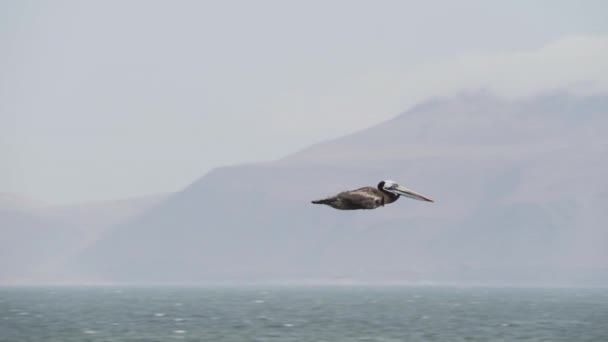 Коричневий Пелікан Літає Над Національним Заповідником Паракас Узбережжі Тихого Океану — стокове відео