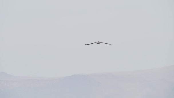 Pelicano Marrom Voo Sobre Reserva Nacional Paracas Litoral Oceano Pacífico — Vídeo de Stock