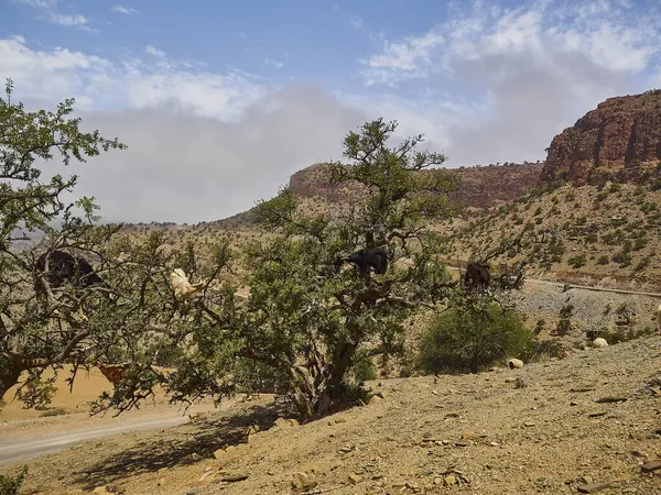 Fas Kuru Kurak Bölgesindeki Yapraklardan Beslenen Argan Yağ Ağacında Ayakta — Stok fotoğraf
