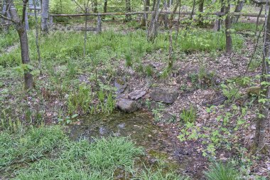 Ederquelle, Almanya 'nın Rothaargebierge dağlarındaki Eder Nehri' nin kaynağıdır..