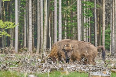 Vahşi yaşayan Avrupa orman bizonu, Wisent veya Bison Bonasus, büyük bir kara memelisidir ve Avrupa 'da neredeyse soyu tükenmek üzeredir, fakat şimdi Sauerland Almanya' daki Roothaarsteig dağları ile yeniden tanıtılır ve ormanda özgürce dolaşır..