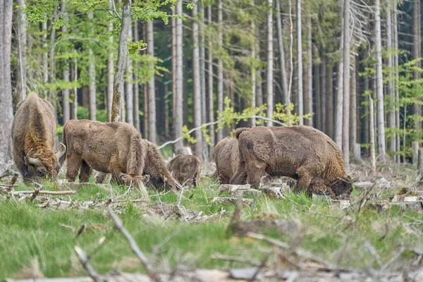 Vahşi yaşayan Avrupa orman bizonu, Wisent veya Bison Bonasus, büyük bir kara memelisidir ve Avrupa 'da neredeyse soyu tükenmek üzeredir, fakat şimdi Sauerland Almanya' daki Roothaarsteig dağları ile yeniden tanıtılır ve ormanda özgürce dolaşır..