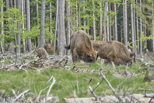 野生生物のヨーロッパの木材Bisonは WisentまたはBison Bonasusasとも呼ばれ 大きな陸生哺乳動物であり ヨーロッパでほぼ絶滅しましたが 現在はドイツのRootharsteg山に再導入され 森の中を自由に歩き回っています — ストック写真