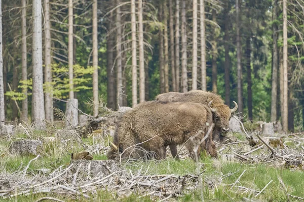 Der Wild Lebende Europäische Waldbison Auch Wisent Oder Bison Bonasus — Stockfoto