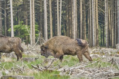 Vahşi yaşayan Avrupa orman bizonu, Wisent veya Bison Bonasus, büyük bir kara memelisidir ve Avrupa 'da neredeyse soyu tükenmek üzeredir, fakat şimdi Sauerland Almanya' daki Roothaarsteig dağları ile yeniden tanıtılır ve ormanda özgürce dolaşır..