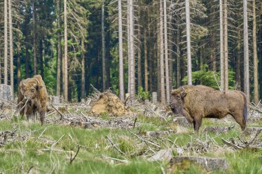 Vahşi yaşayan Avrupa orman bizonu, Wisent veya Bison Bonasus, büyük bir kara memelisidir ve Avrupa 'da neredeyse soyu tükenmek üzeredir, fakat şimdi Sauerland Almanya' daki Roothaarsteig dağları ile yeniden tanıtılır ve ormanda özgürce dolaşır..