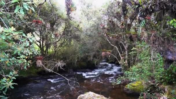Ecuadori Cajas Nemzeti Park Magasan Fekvő Erdeiben Növő Polylepis Fák — Stock videók
