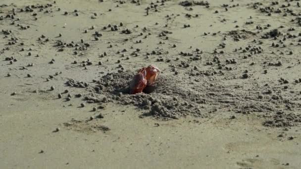 エクアドルの太平洋の熱帯海岸のアユネスの広い砂浜の小さなカニ — ストック動画