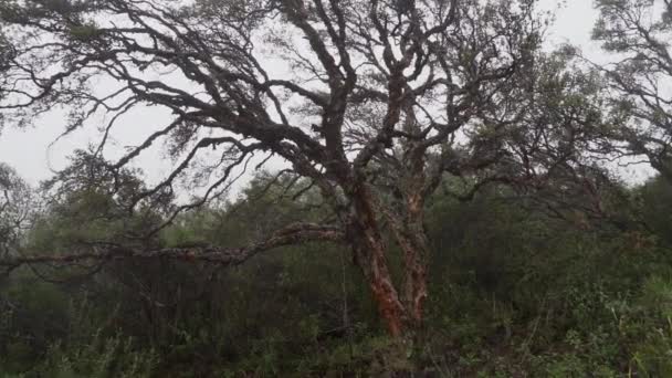 エクアドルのカジャス国立公園の高高度の森で育つポリレピスの木は その薄い樹皮のために紙の木と呼ばれ アンデス山脈の中部と高い標高地域に固有のものである — ストック動画