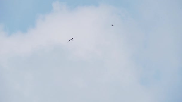 Magnifico Frigatebird Fregata Magnificens Grande Uccello Marino Nero Con Caratteristico — Video Stock