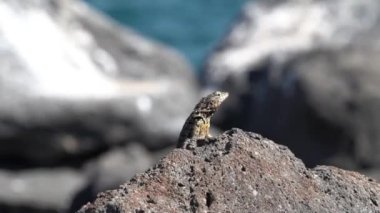Microlophus albemarlensis, Galapagos lav kertenkelesi, diğer adıyla Albemarle lav kertenkelesi, Ekvador 'un Galapagos Adaları' na endemiktir..