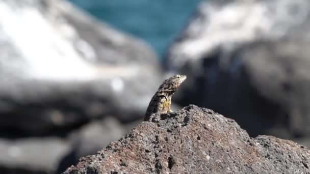 Microlophus Albemarlensis Galapagos Lavaödla Även Känd Som Albemarle Lavaödlan Endemisk — Stockvideo