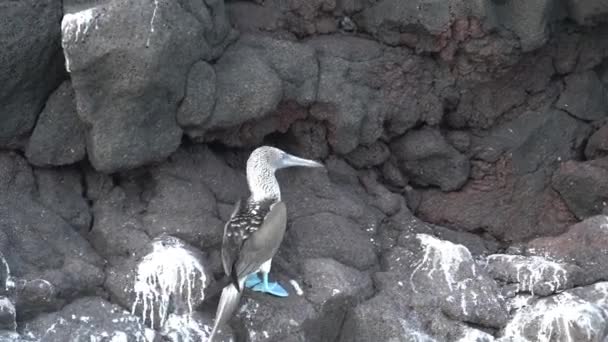 Mavi Ayaklı Sümsük Kuşu Sula Nebouxii Doğu Pasifik Okyanusu Nun — Stok video