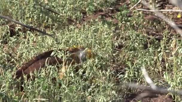 Żółte Galapagos Land Iguana Znany Również Jako Drusenkopf Lub Conolophus — Wideo stockowe