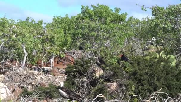 Fregata Magnificens Güney Amerika Nın Ekvador Kentindeki Galapagos Adaları Nın — Stok video