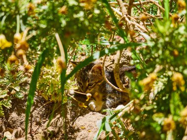 Fas 'ta geleneksel bir Kasbah' ın çalılarında saklanan küçük sevimli bir kedi yavrusu..